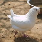 供應(yīng)五福*白羽王