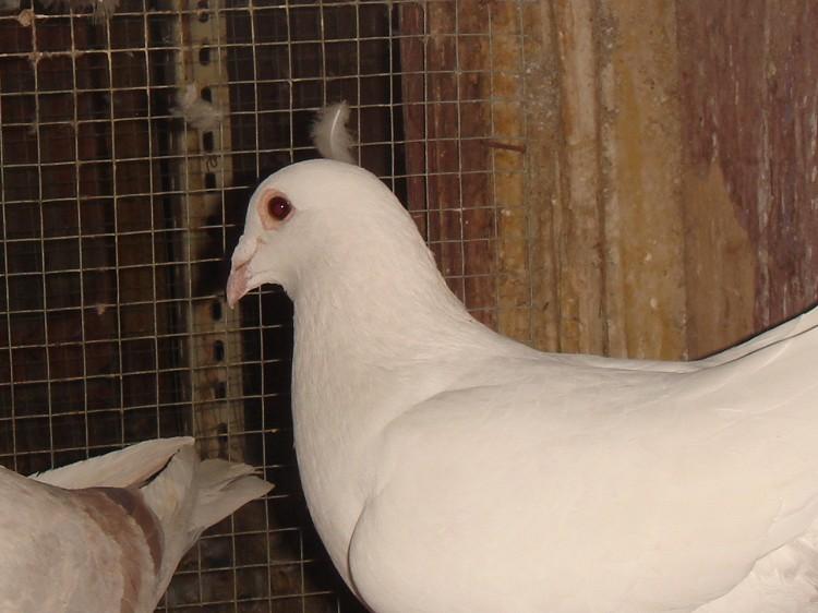 供應(yīng)淮南白羽王鴿