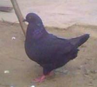 供應(yīng)五福黑落地王