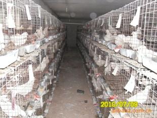 供應(yīng)阜陽哪有養(yǎng)白羽王鴿