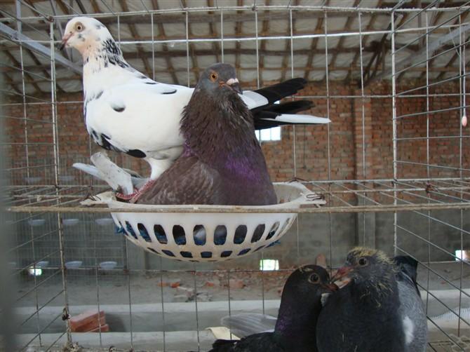 供應(yīng)五福種鴿類(lèi)