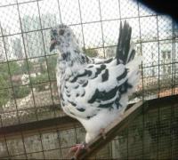 供應(yīng)本地*種鴿