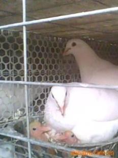 供應美國白羽王鴿2號