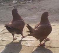 落地王牌種鴿圖片/落地王牌種鴿樣板圖 (2)