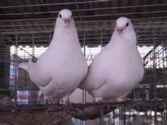 河南白羽王鴿圖片