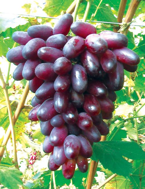 供應巨峰無籽青葡萄紅葡萄8611