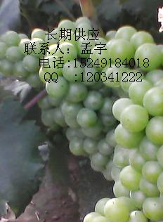 供應(yīng)提供優(yōu)質(zhì)巨峰無(wú)籽葡萄價(jià)格低廉