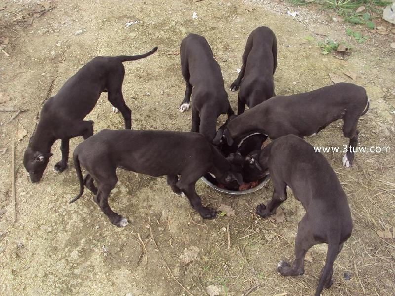 格力犬图片图片