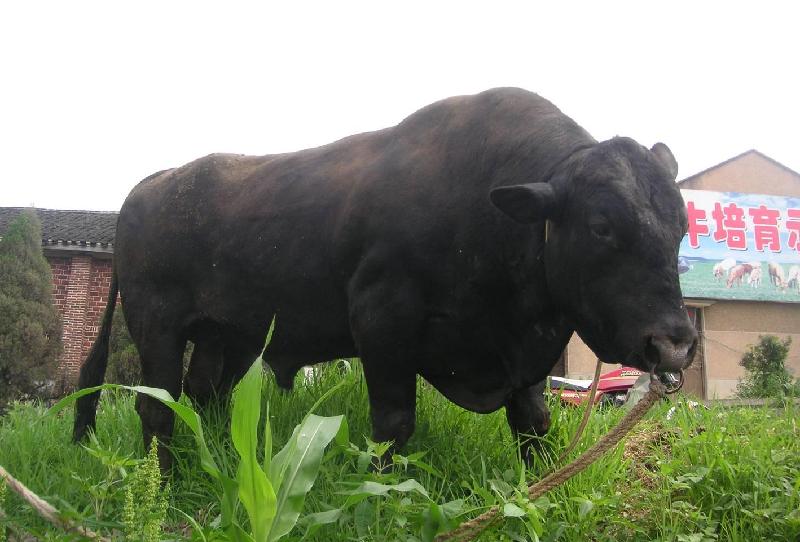 大量批发肉牛肉羊免费运输大量批发肉牛肉羊免费运输