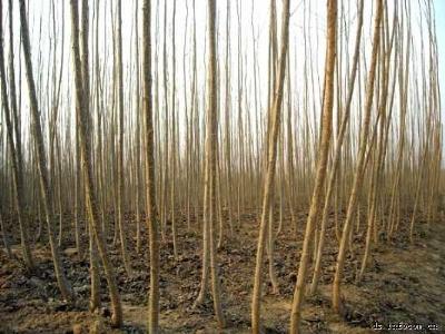供應(yīng)栽植速生楊大苗怎樣在干旱風(fēng)沙區(qū)