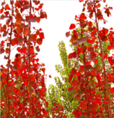 紅葉楊圖片/紅葉楊樣板圖 (3)