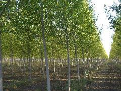 供應(yīng)河漫灘地怎樣營(yíng)造紅葉楊豐產(chǎn)林