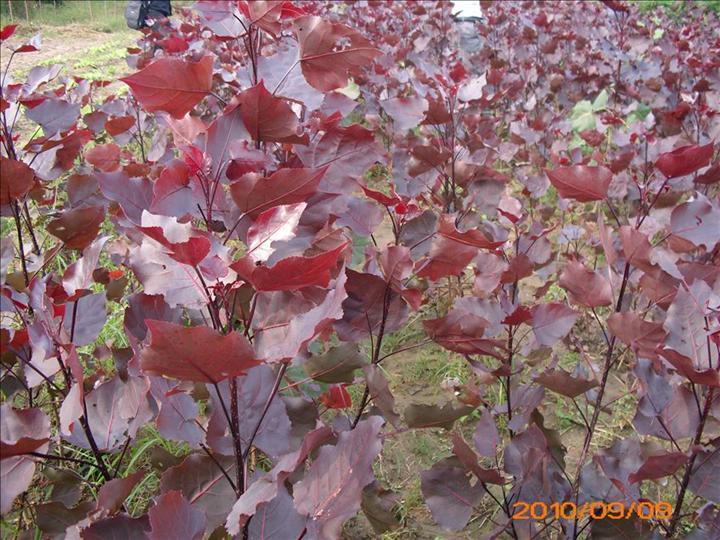 中華紅葉楊桑天牛防治秘訣圖片