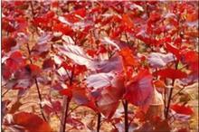 供應(yīng)全紅楊紅葉楊河南全紅楊