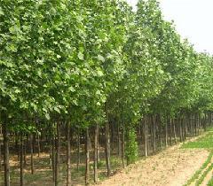 供應(yīng)速生楊光合產(chǎn)物的分配和儲藏