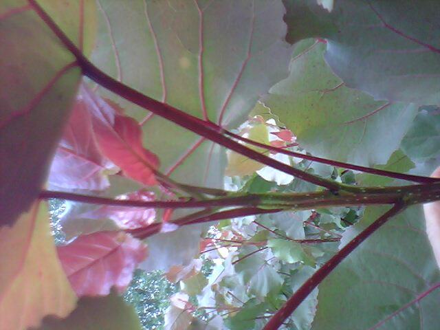 中華紅葉楊葉類害蟲防治圖片