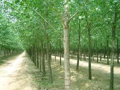 供應(yīng)速生楊溫控技術(shù)