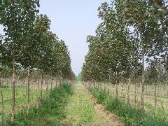 沙地速生楊灌溉技術(shù)圖片