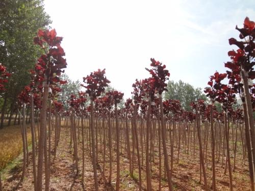 供應(yīng)全紅楊紅葉楊河南全紅楊