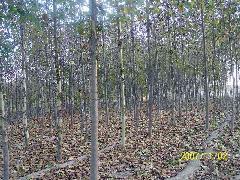 速生楊的整形與修枝圖片