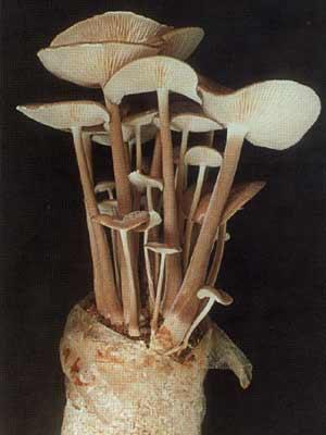 供應(yīng)貴州長根菇菌種