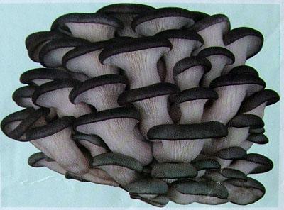 貴州姬菇菌種圖片