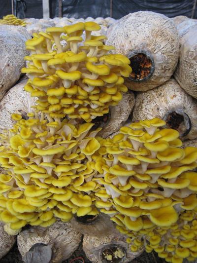 貴州榆黃菇菌種圖片