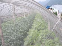 供應蔬菜大棚防蟲網(wǎng)防蟲網(wǎng)圖片防蟲網(wǎng)供應商