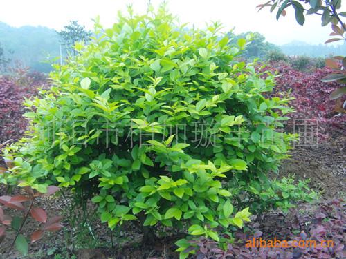 湖南女貞圖片/湖南女貞樣板圖 (4)