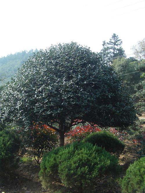 供應(yīng)湖南*球構(gòu)骨球60公分70公分構(gòu)骨*球樹形優(yōu)美*