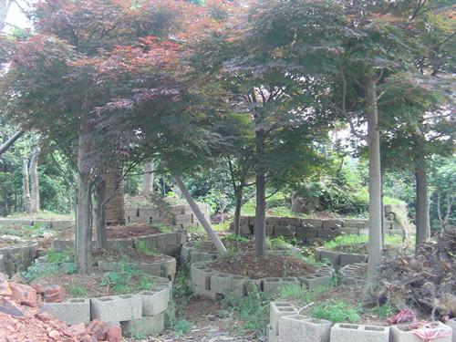 供應(yīng)湖南樹(shù)形優(yōu)美漂亮紅楓樹(shù)湖南紅楓湖南嫁接紅楓移栽紅楓