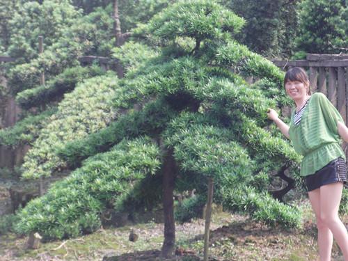 供應(yīng)*優(yōu)質(zhì)供應(yīng)湖南移栽香樟 香樟種植