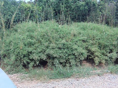 供應(yīng)鳳尾竹銷售基地湖南璇豐苗圃湯璇德花木苗場