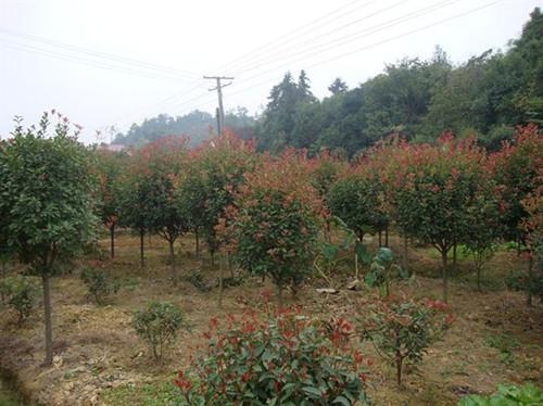 湖南紅葉石楠小苗價(jià)格瀏陽(yáng)紅葉石楠13707338569