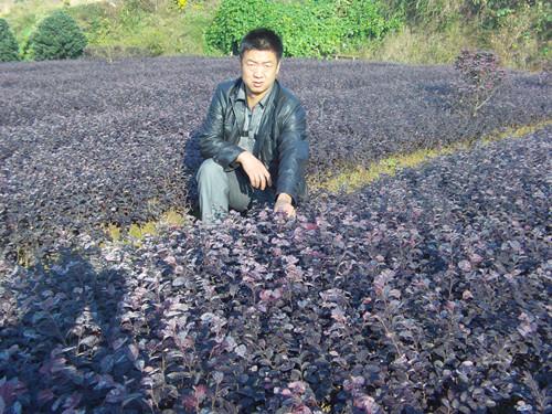 供應(yīng)紅花桎木一年小苗湖南工程小苗