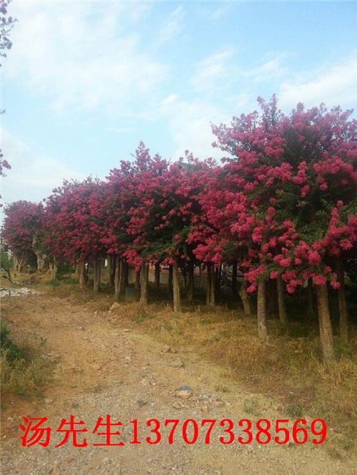 湖南紫薇圖片/湖南紫薇樣板圖 (4)