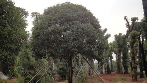 供應湖南大桂花樹35公分地莖桂花樹