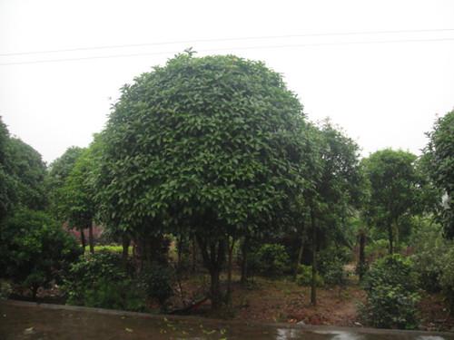 工程用苗湖南桂花湖南桂花樹圖片