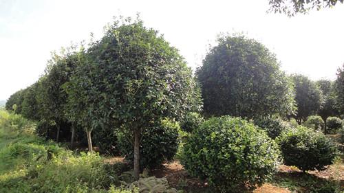 供應(yīng)湖南桂花苗供應(yīng)商湯璇德湖南苗木 湖南桂花苗批發(fā)