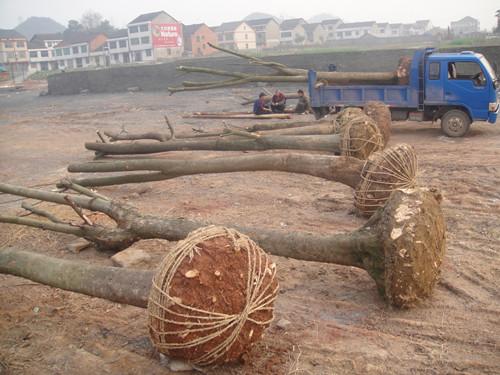 湖南綠化苗木圖片/湖南綠化苗木樣板圖 (2)