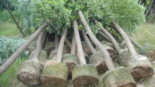 湖南綠化苗木圖片/湖南綠化苗木樣板圖 (3)