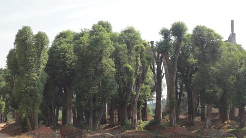 湖南香樟圖片/湖南香樟樣板圖 (4)