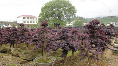 供應(yīng)長(zhǎng)沙湖南苗木價(jià)格紅花繼木湖南*紅葉石楠小苗桂花香樟