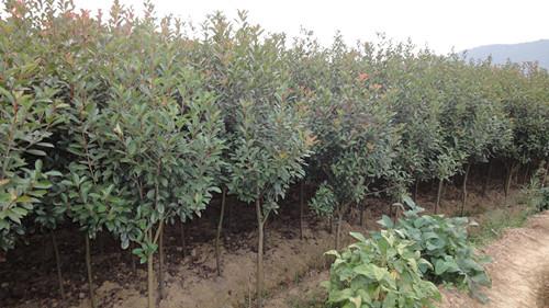 供應(yīng)湖南*紅葉石楠