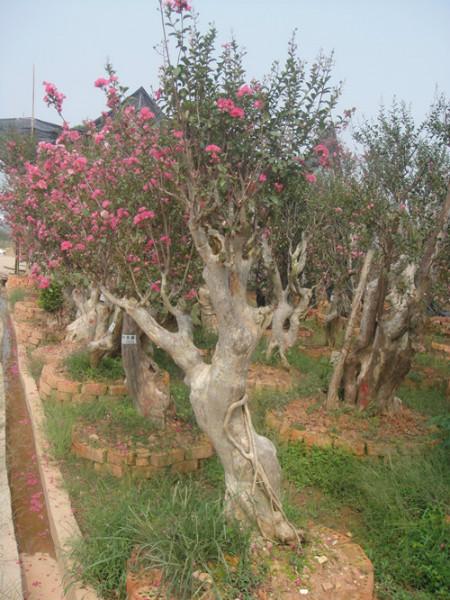 供應(yīng)湖南*紫薇樹