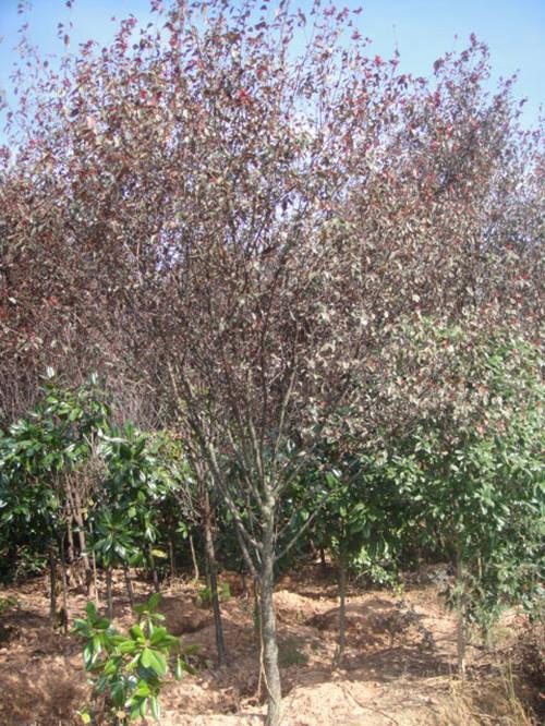 湖南綠化苗木湖南紅葉李樹圖片