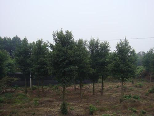 供應(yīng)湖南璇豐苗圃湖南杜英大樹(shù)湖南杜英