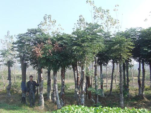 供應(yīng)全冠湖南大移栽欒樹樹形優(yōu)美