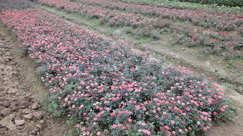 供應(yīng)湖南*苗木湖南豐花月季