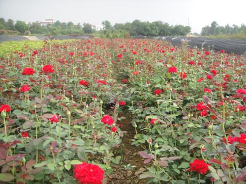 月季花圖片/月季花樣板圖 (2)